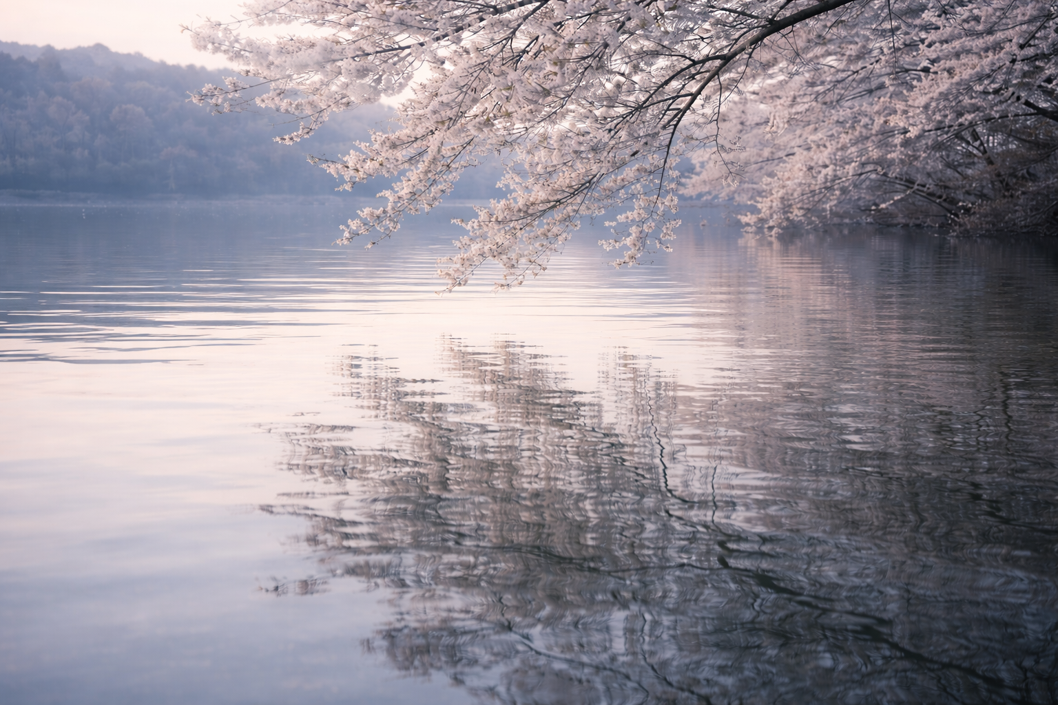Cherry blossom reflection
