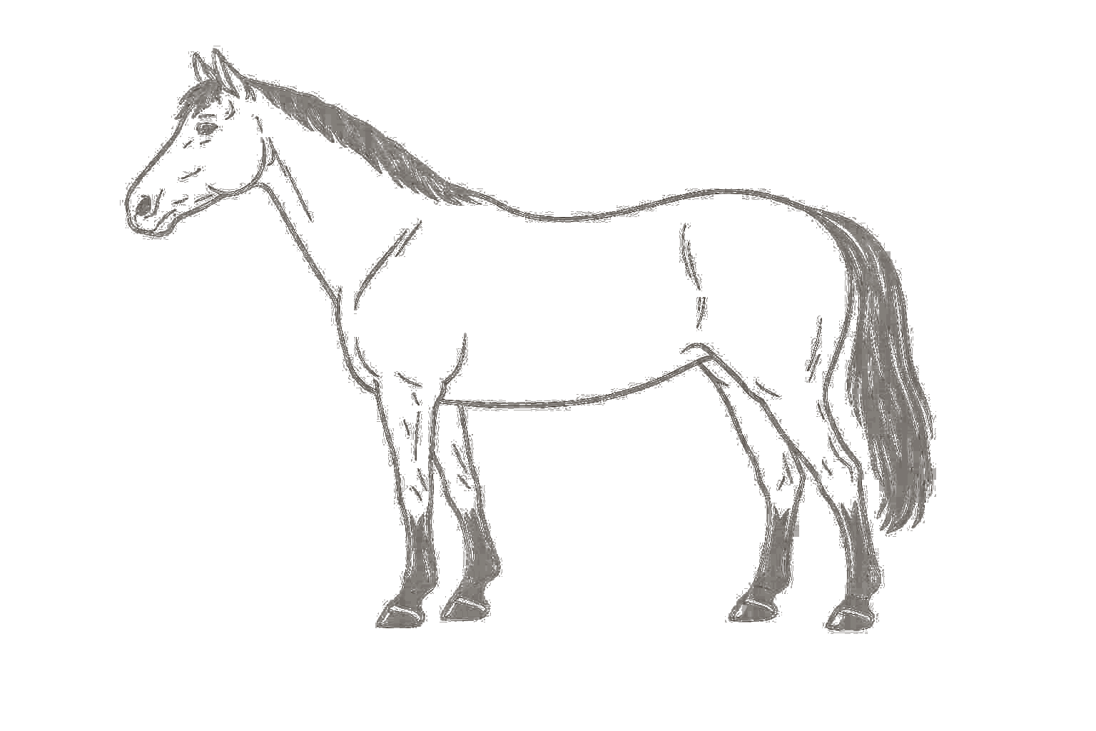 Silhouette of a bay mare