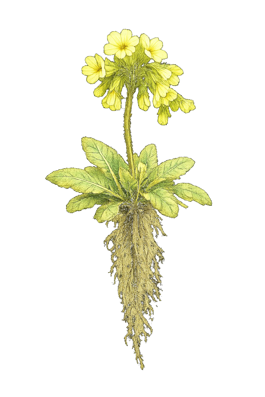 Botanical illustration of a wild primrose